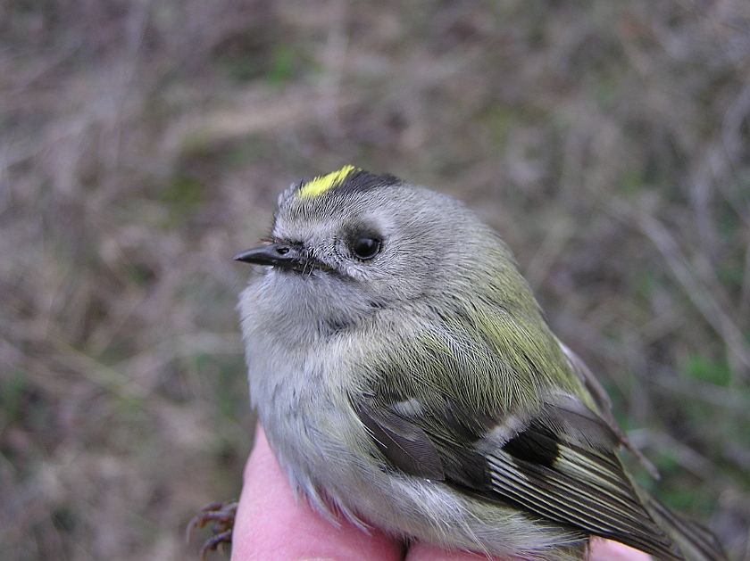 Goldcrest, Sundre 20100611